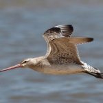 Bar-tailed-godwit