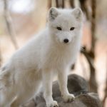 Arctic Fox