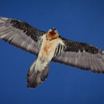 Bearded Vulture – 24000 feet