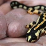 Luristan Newt (also called Kaiser’s spotted Newt)