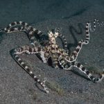 Camouflaging Mimic Octopus