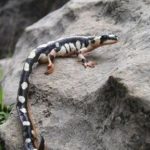 Luristan Newt (also called Kaiser’s spotted Newt)