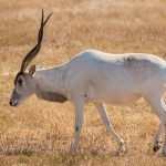 Addax With long Twisted Horns