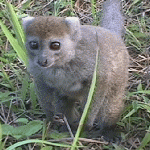 Durrell’s Vontsira