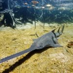 Sawfish