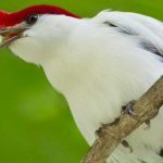 Araripe Manakin Bird