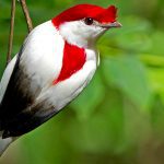 Araripe Manakin Bird