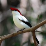 Araripe Manakin Bird