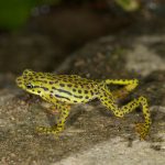 Ecuador’s Rio Pescado Stubfoot Toad