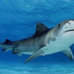 Bull Shark