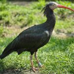 Bald Ibis From The North