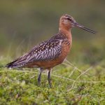 Bar-tailed-godwit