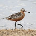 Bar-tailed-godwit