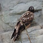 Bearded Vulture – 24000 feet