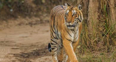 Bengal-Tiger_Corbett_Uttarakhand