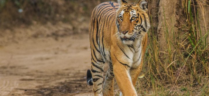 Bengal-Tiger_Corbett_Uttarakhand