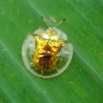 Bizzare-Insect-The-Golden-Tortoise-Beetle-008 Golden Tortoise Beetle