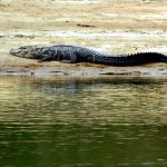 Black Caiman