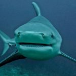 Bull-Shark