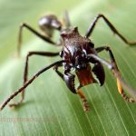 Animals : Bullet Ant
