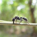 Animals : Bullet Ant