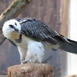 Bearded Vulture – 24000 feet