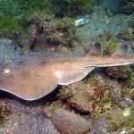Electric Ray