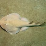 Electric Ray