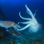 Camouflaging Cuttlefish