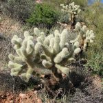 Jumping Cholla