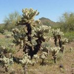 Jumping Cholla
