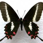 Parides Burchellanus Butterfly