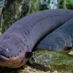 Electric Eel fish