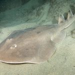Electric Ray