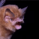 Cuba’s Greater Funnel-Eared Bat