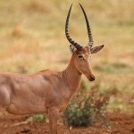 Hirola-Antelope