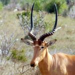 Hirola-Antelope