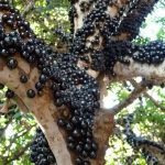 Fruits : Jabuticaba