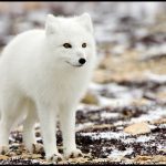 Arctic Fox