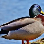 Mallard – 21000 feet