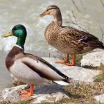 Mallard – 21000 feet