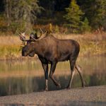 Moose, The Largest Dear