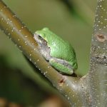 Pacific Tree Frog