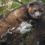 Durrell’s Vontsira