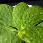 Vegetables : Nopales