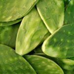Vegetables : Nopales