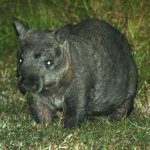 Northern Hairy Nosed Wombat