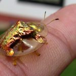 Golden Tortoise Beetle Golden Tortoise Beetle