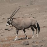 Oryx, Largest Antelope