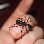 Animals : Bullet Ant